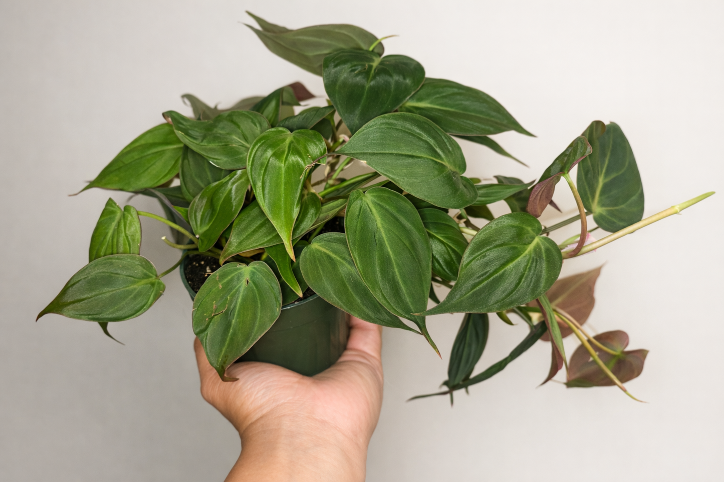 Philodendron Micans