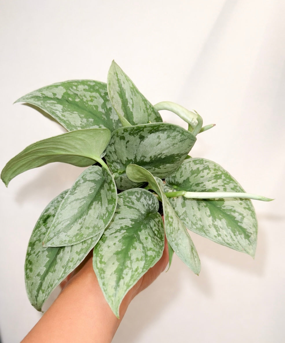 Scindapsus silver splash
