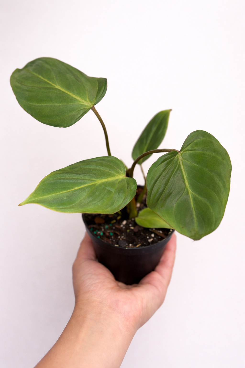Philodendron Gloriosum