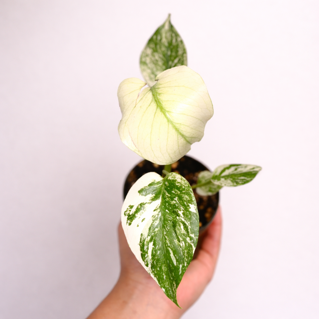 Monstera mint