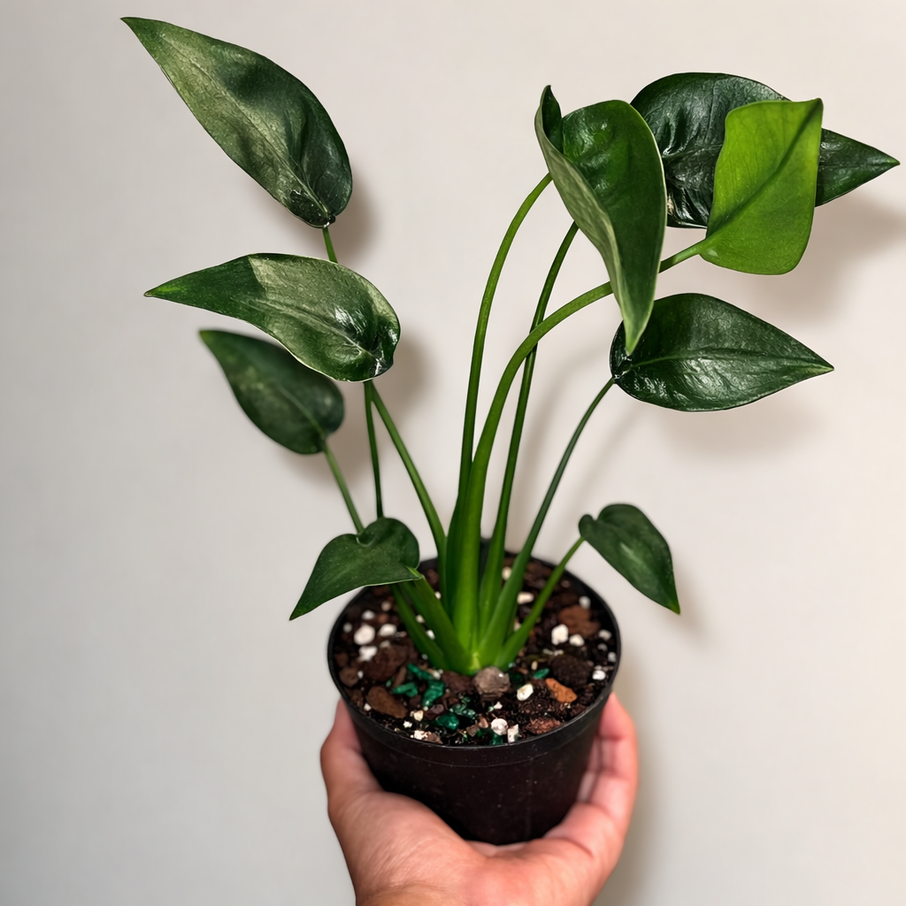 Alocasia Tiny Dancer