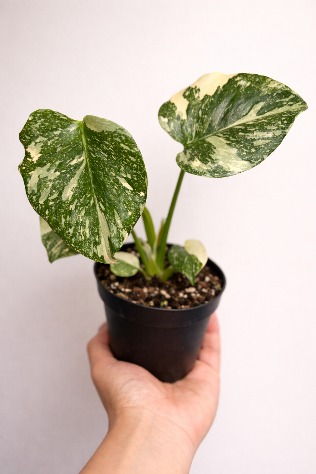 Monstera Thai Con