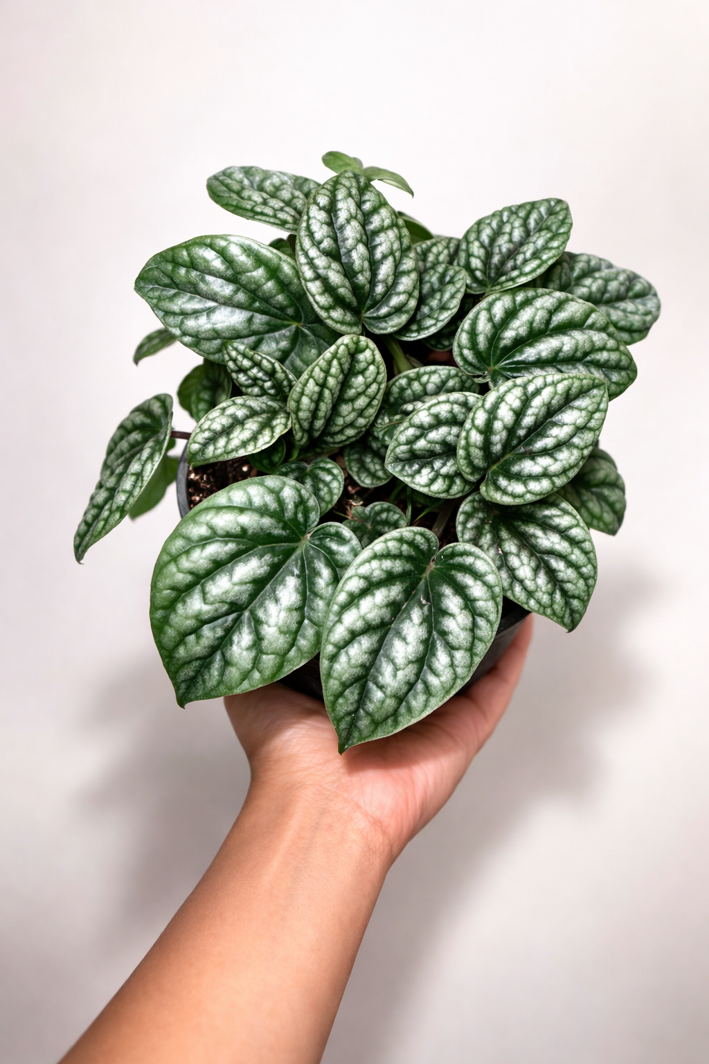 Peperomia Burbella