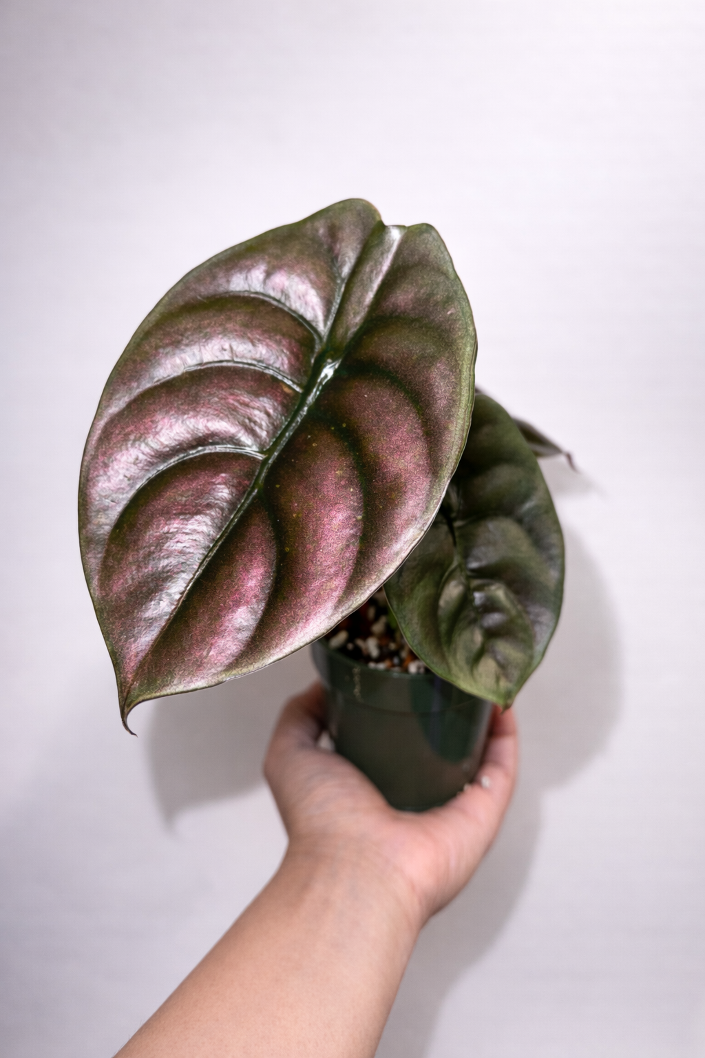Alocasia Cuprea
