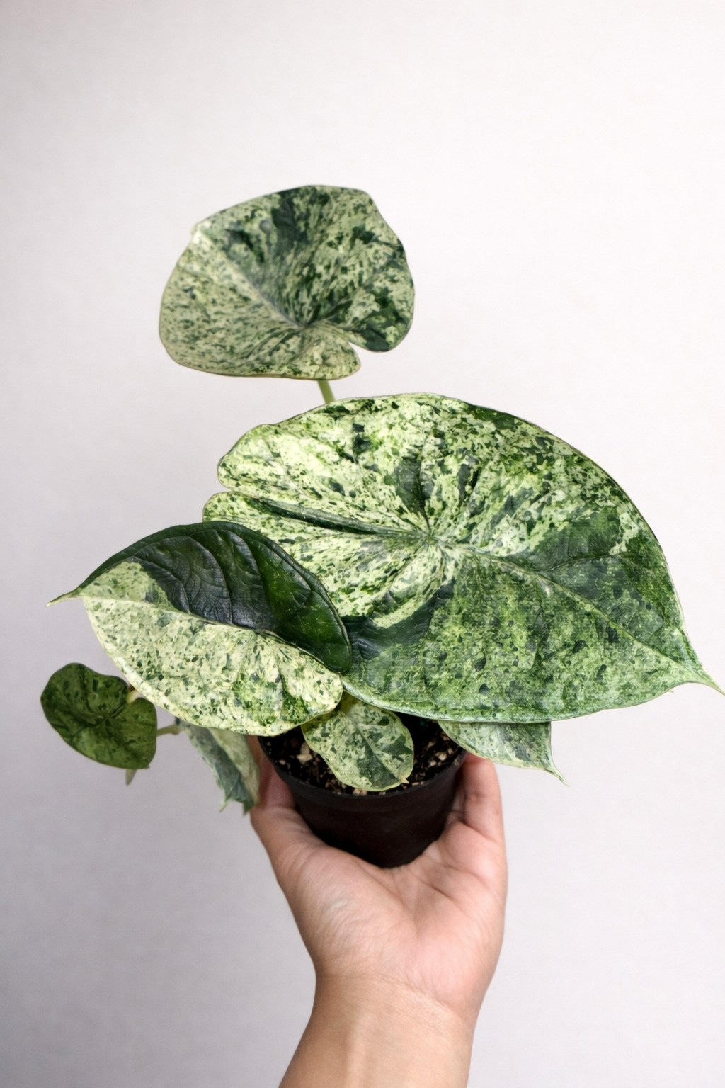 Alocasia Dragon Scale Mint