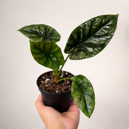 Alocasia Sinuata