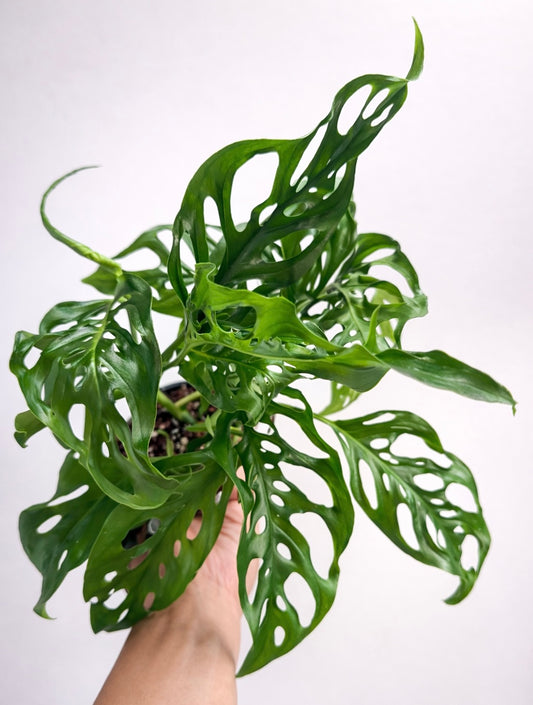 Monstera Swiss Cheese
