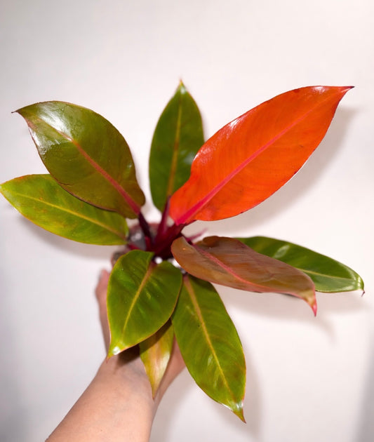 Philodendron "Prince of Orange"