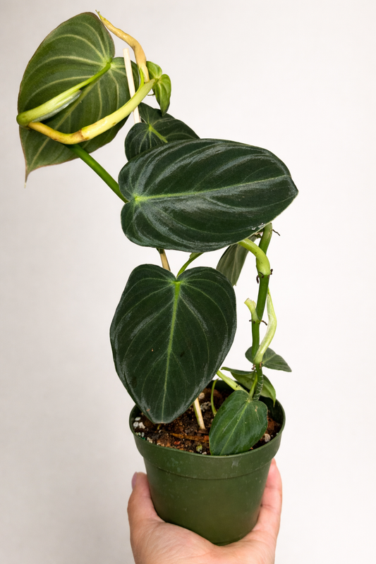 Philodendron Melano