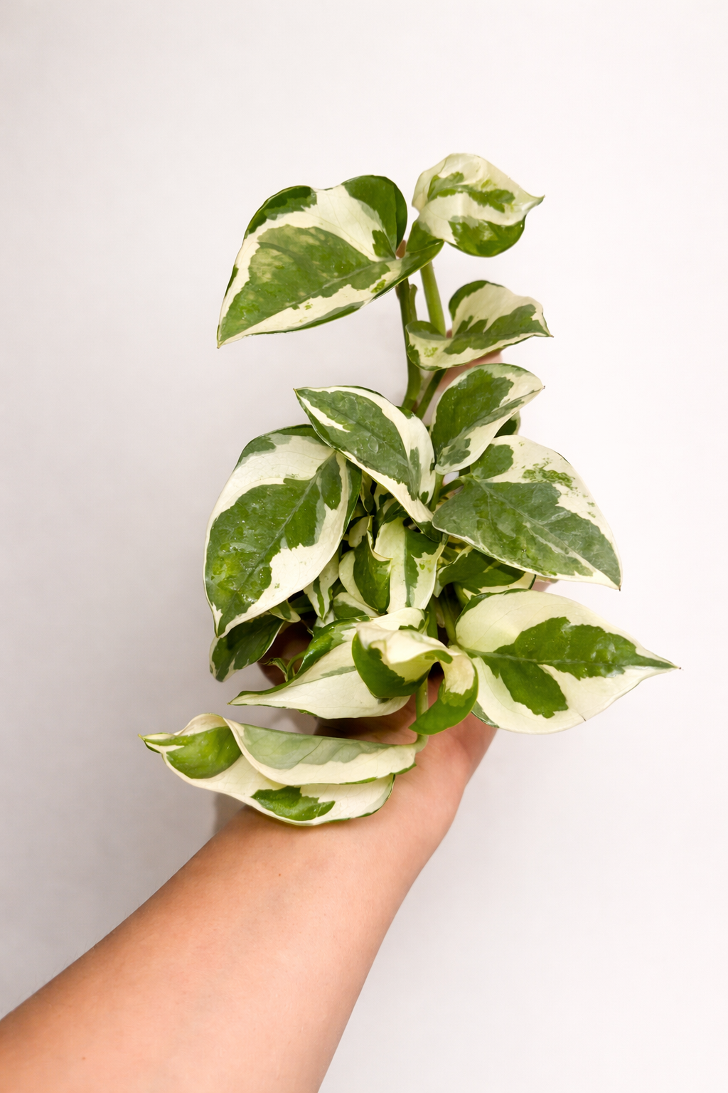 Pothos "Pearls & Jade"