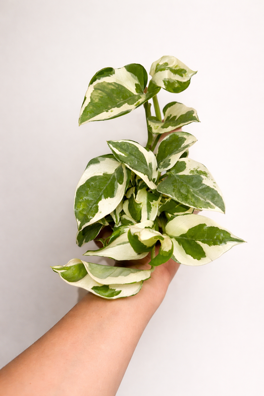 Pothos "Pearls & Jade"