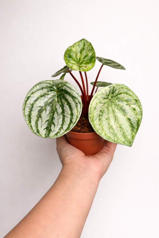 Pepperomia Watermelon Variegated "Gold Dust"