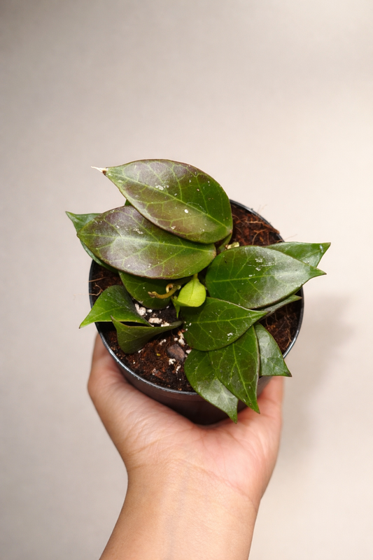 Hoya "Sunrise"