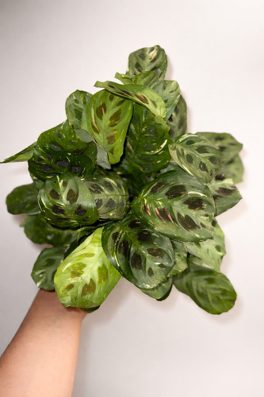 Maranta Variegated