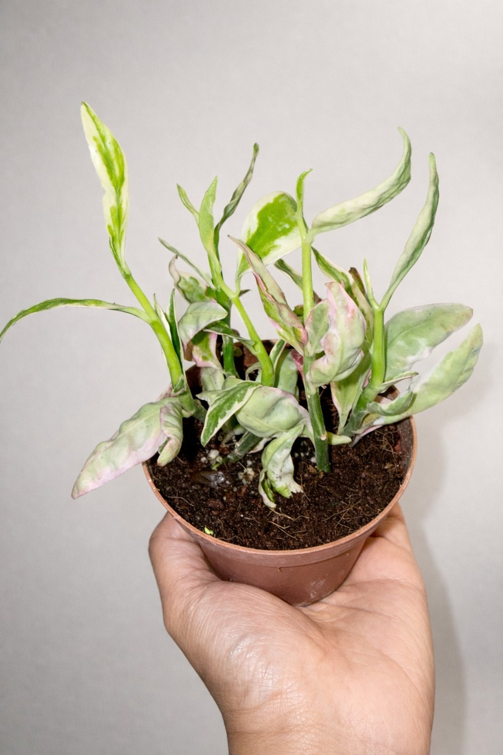 Euphorbia Variegated "Backbone"