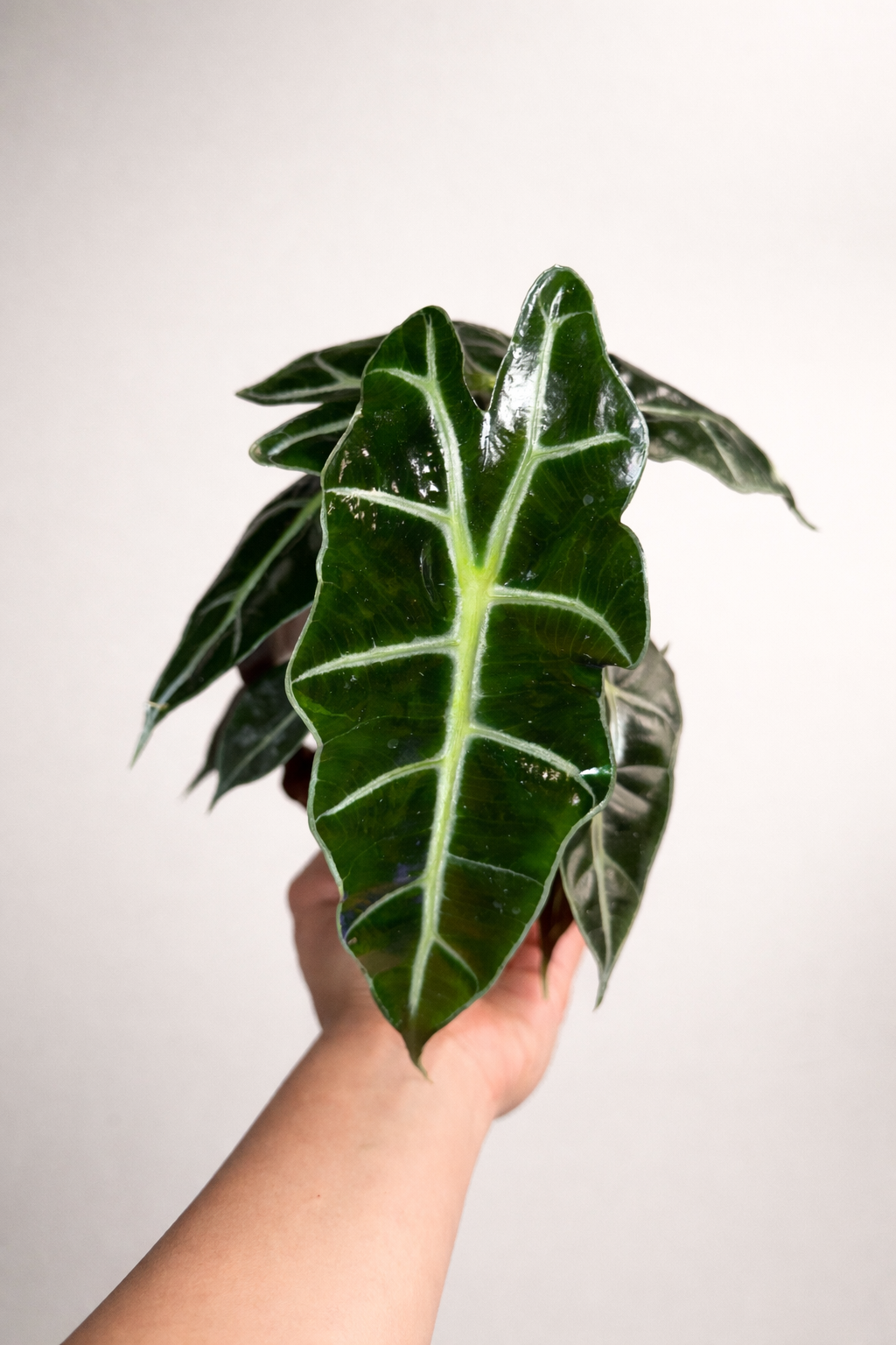 Alocasia Polly