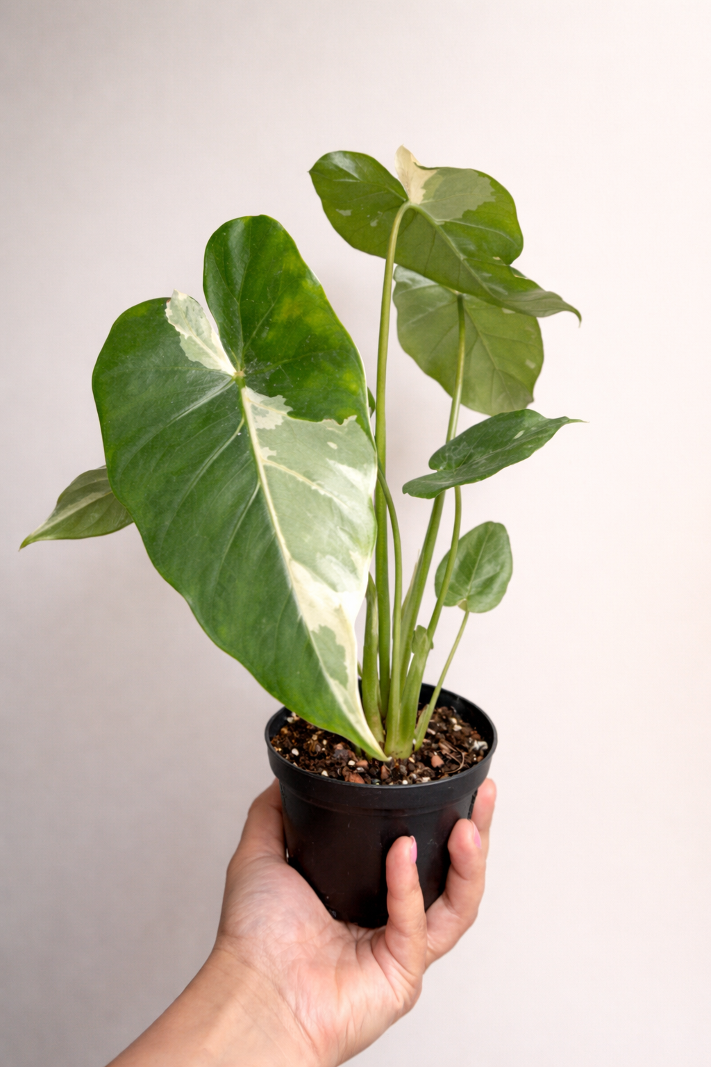 Alocasia Odora "Okinawa Silver"