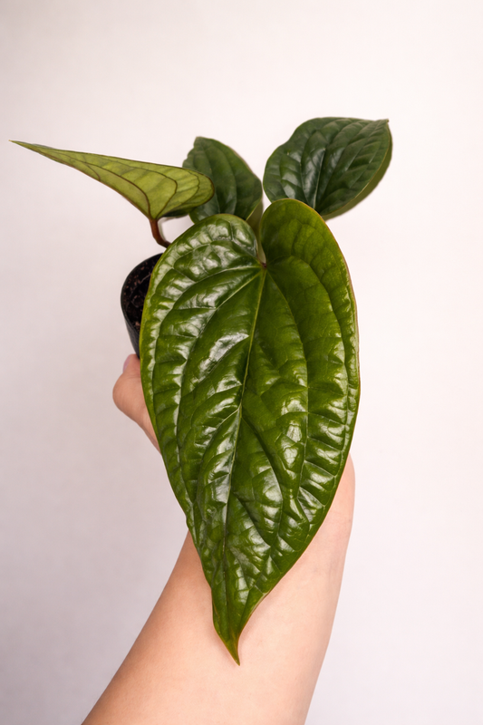 Anthurium Radicans x Luxurians