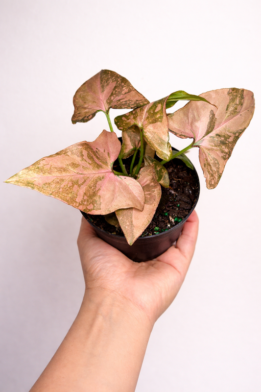 Syngonium Pink Splash