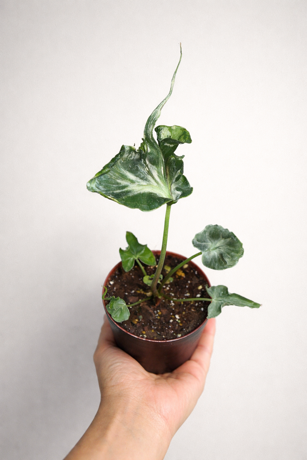 Alocasia Teletubbies