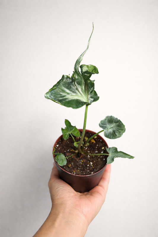 Alocasia Teletubbies