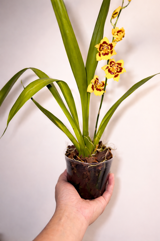 Hawaiian Orchid