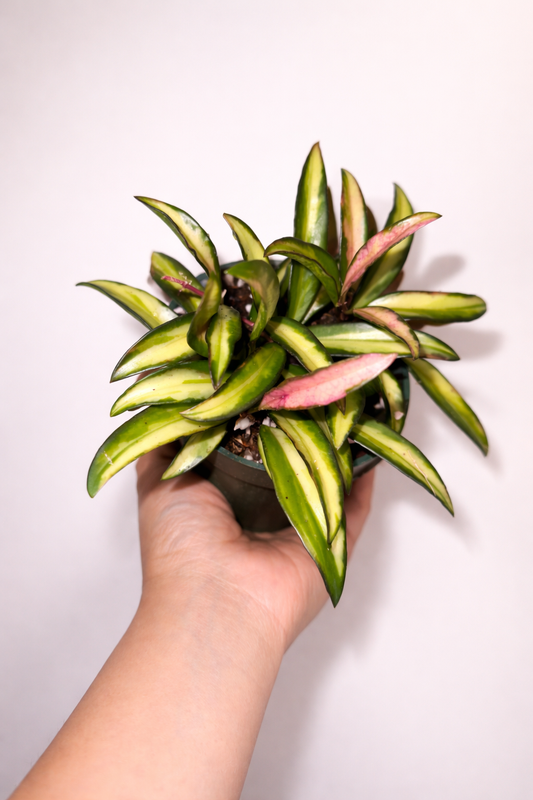 Hoya Wayetii