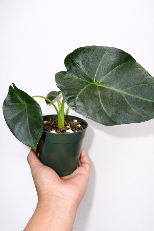 Alocasia Regal Shield